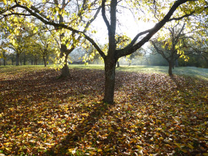 Herbst